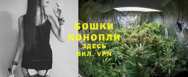 индика Бородино